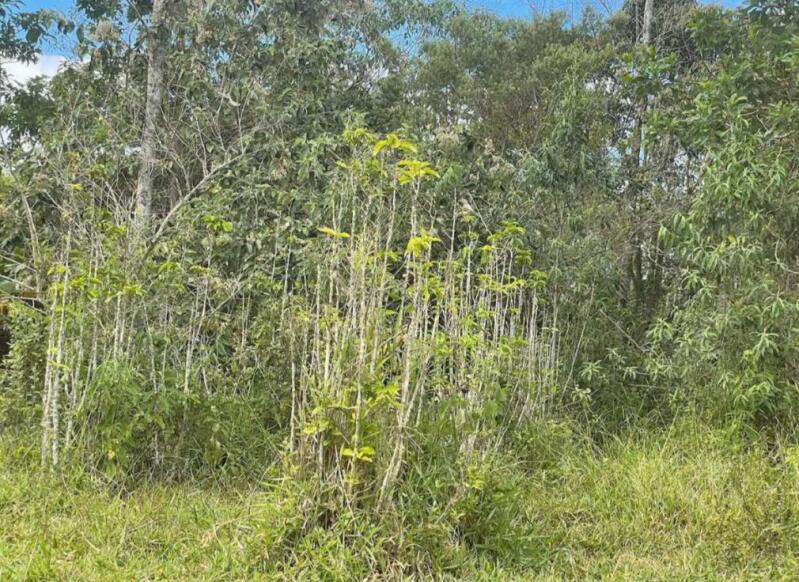 Lote 001 Fazenda Saco Grande, 1.125 Ha, Povoado do Parafuso, Zona Rural de Planalto/ba. — foto 4