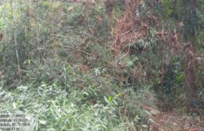 Imóvel Rural com Área Total de 16,135 Ha- em Apiúna/SC — foto 2