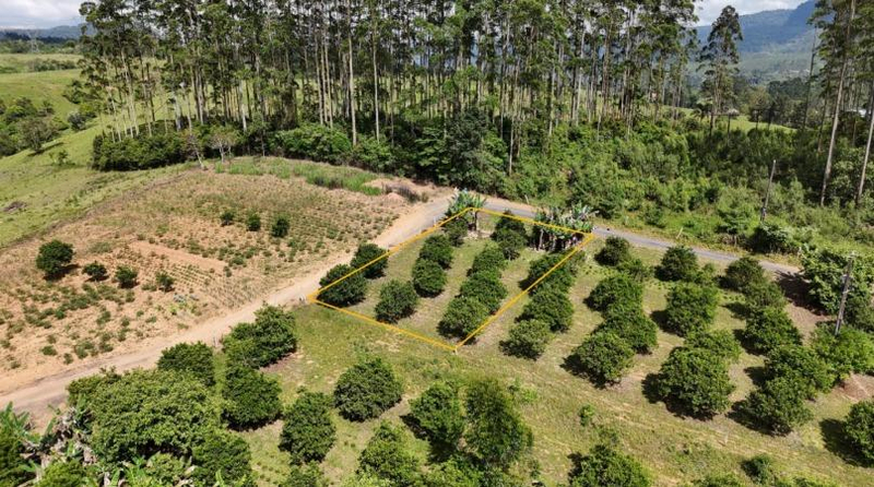 Imóvel Urbano com Área Total de 453,04 M2- em Dona Emma/SC — foto 5