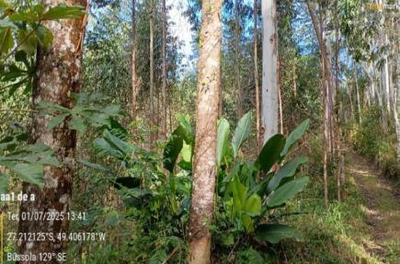 Imóvel Rural com Área Total de 21,291 Ha- em Apiúna/SC — foto 3