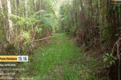 Imóvel Rural com Área Total de 35,000 Ha, em Presidente Nereu/SC — foto 5