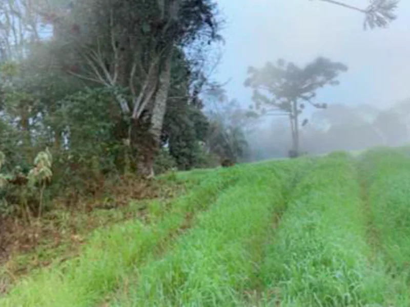 Terreno - Paula Freitas - PR — foto 3