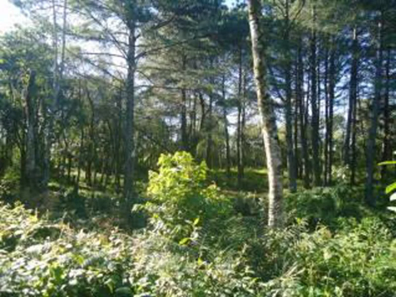 Terreno - Gramado - RS — foto 3