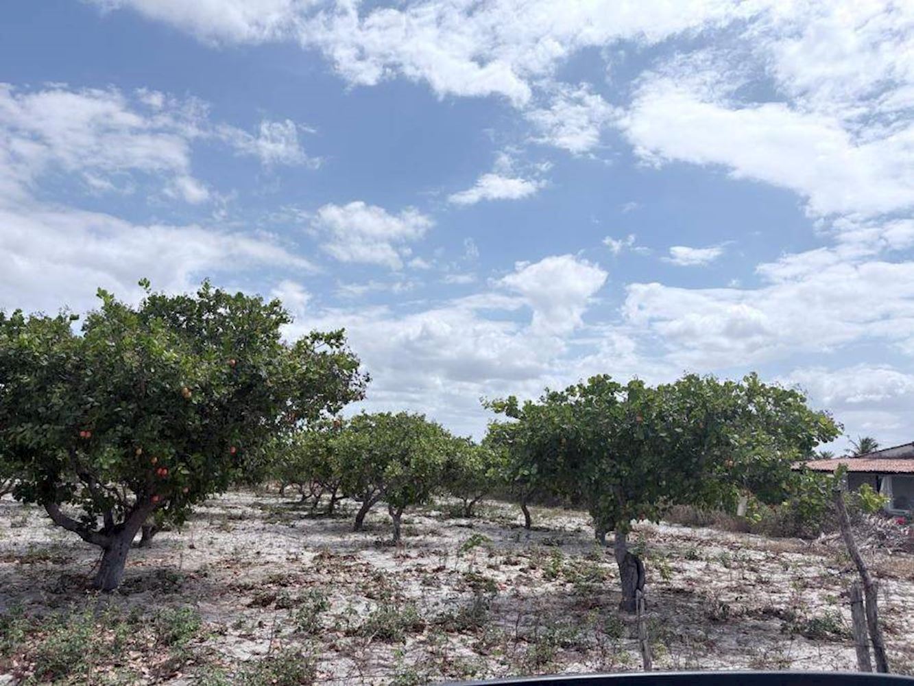Terreno - Tiririca - Pacajus/CE — foto 3