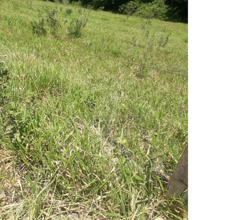 Gleba de terras, A.T. 60 ha, Colônia Muquilão — foto 2