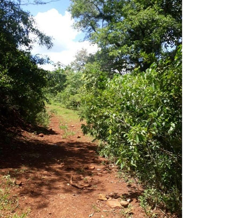 Gleba de terras, A.T. 60 ha, Colônia Muquilão — foto 3