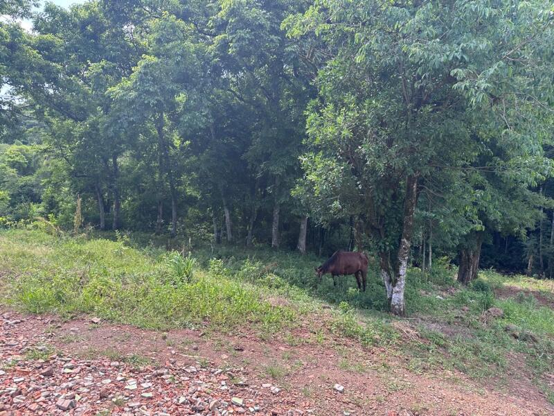Lote 001 Imóvel em Quilombo - SC — foto 2