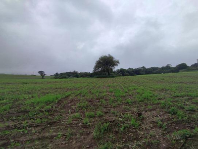 Terreno Rural - Sitio Palmeirinha com Área Total de 6,09ha - São Pedro/SP — foto 3