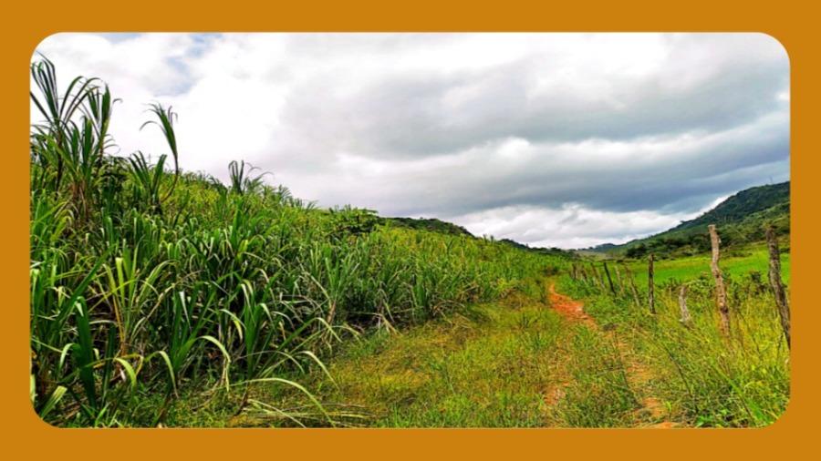 Engenho Santa Rita, Cabo de Santo Agostinho/pe. com Área de 162,50 Hectares -- — foto 2