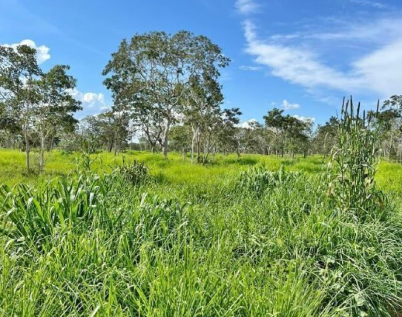 Lote 001 Imóvel Rural em Brasilândia de Minas/MG - Faz. Boa Vista