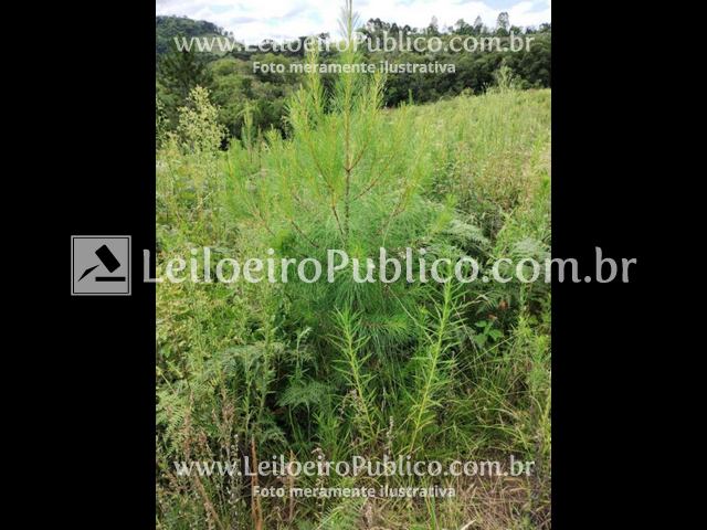 Porto União (Sc): Terreno 93.477,00 M² — foto 5