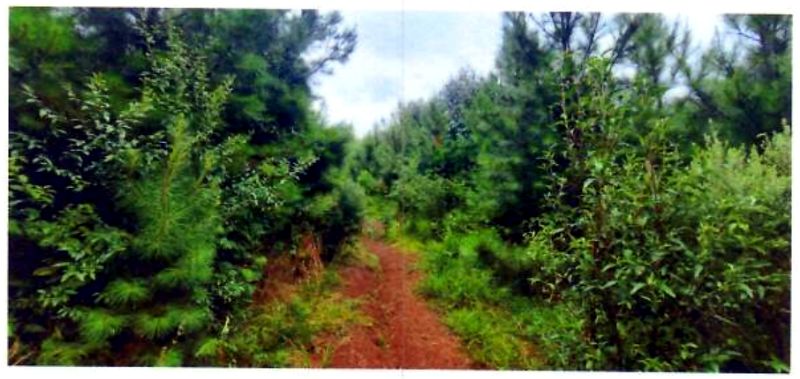 Terreno rural com área de 362.140m² — foto 3