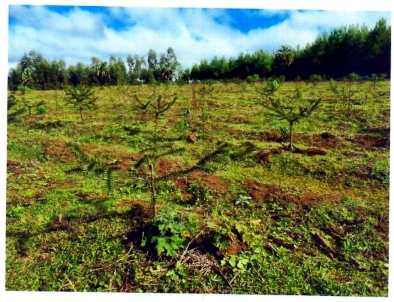 Terreno rural com área de 74.600,00m² — foto 4
