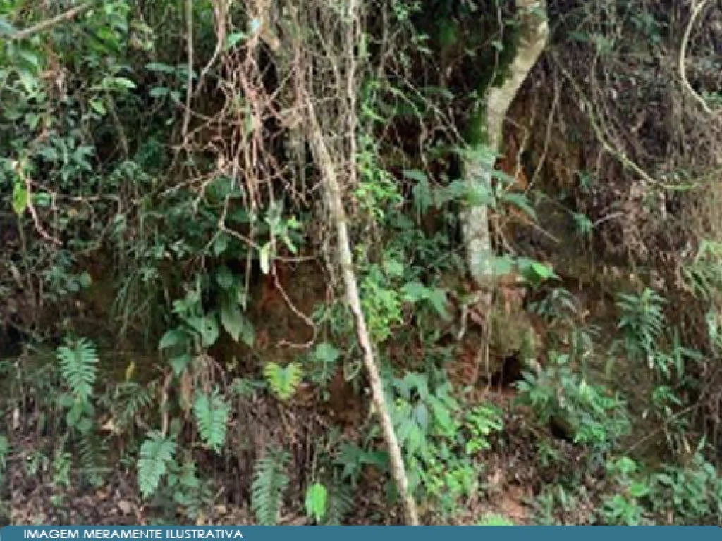 Parte Ideal (50%) sobre Direitos (35%) de Área 46 ha - Sabaúna - Mogi das Cruzes - SP — foto 2