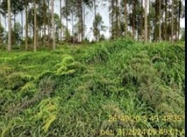 Terreno Rural 13,85 Hectares, Situado Na Localidade De Serra Das Abelhas, A 14 Km Da Sede Do Município De Vitor Meireles/SC — foto 4
