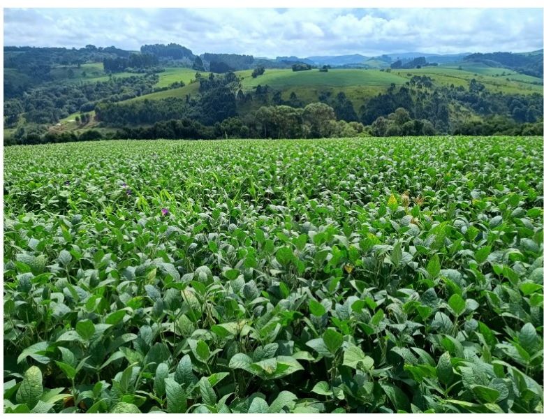 50% Imóvel Matricula 3.928 — foto 2