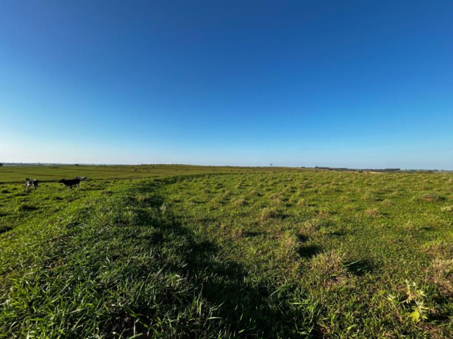 Imóvel Rural em Martinópolis ( SP) — foto 3