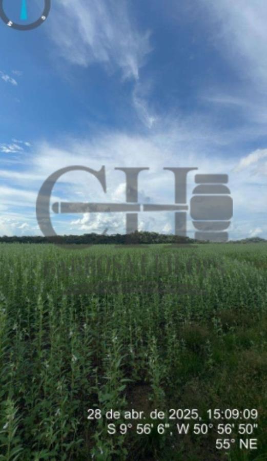Imóvel Rural (538 Há) - Vila Rica/MT — foto 4
