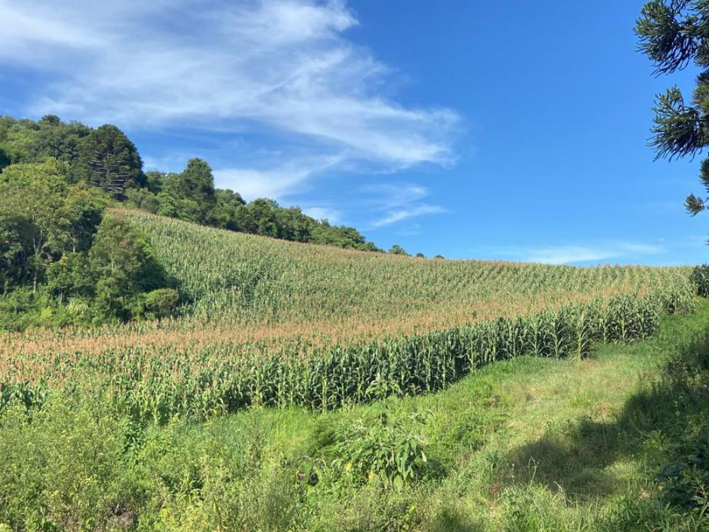 Terreno Rural, Sem Benfeitorias, Com Área De 45 Mil M² - Fraiburgo/SC — foto 4