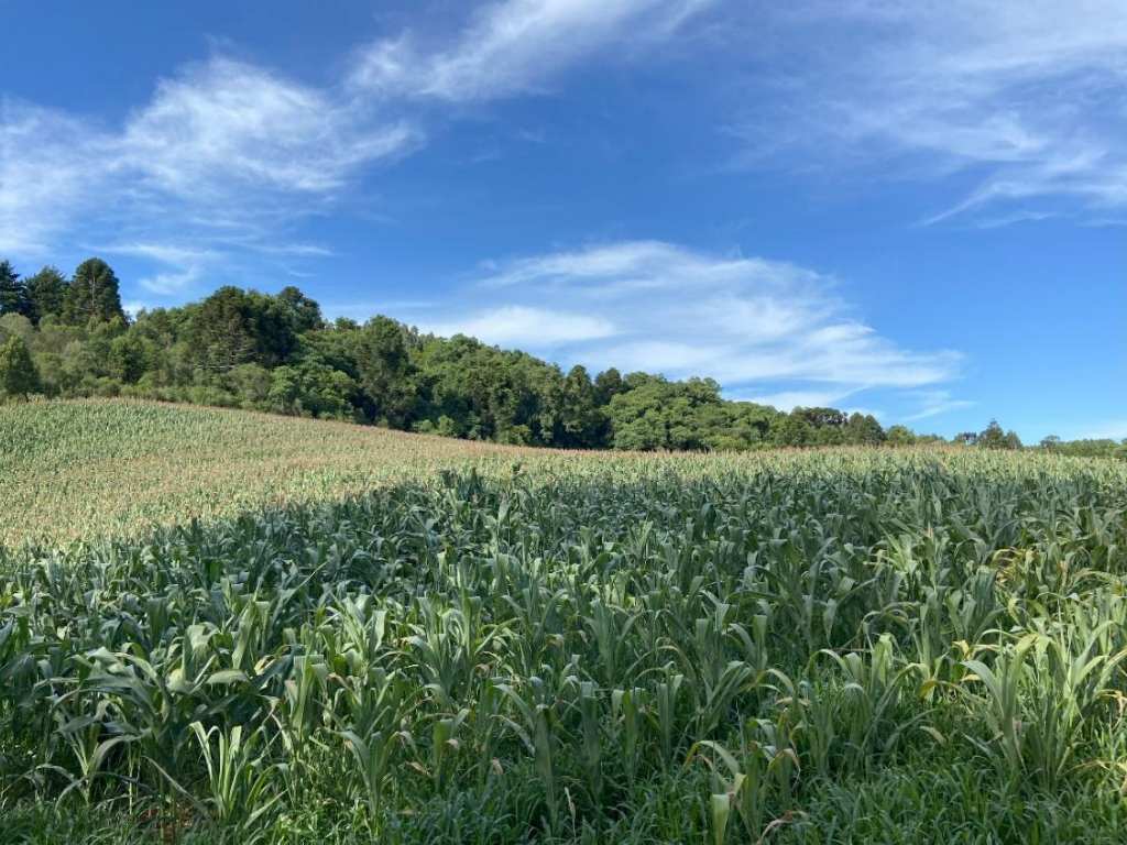 Terreno Rural, Sem Benfeitorias, Com Área De 45 Mil M² - Fraiburgo/SC — foto 5