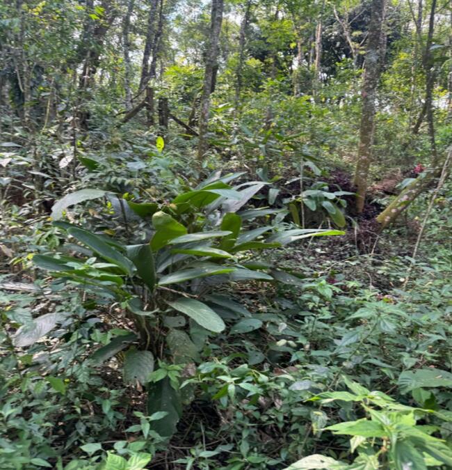 Terreno 1.075,00m²- Jardim Planalto, Caieiras/SP — foto 2