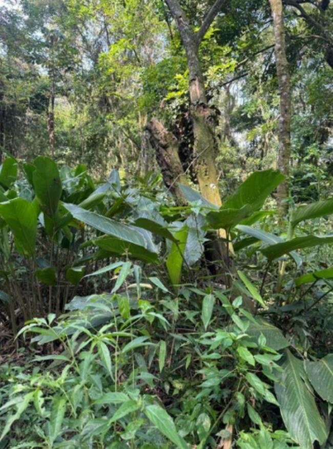 Terreno 1.075,00m²- Jardim Planalto, Caieiras/SP — foto 3