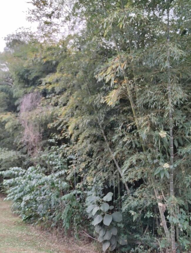Terreno Em Condomínio 1.364,00m² - Residencial Patrimônio Do Carmo, São Roque/SP — foto 3