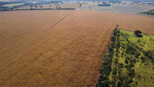 Venda Direta De Área Rural Com 30 Hectares Denominada Chácara Boa Vista Na Ms-040 Em Campo Grande/MS — foto 2