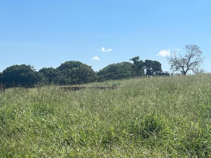Ituiutaba/MG - Imóvel Rural com 38ha Leilão Sicoob — foto 4