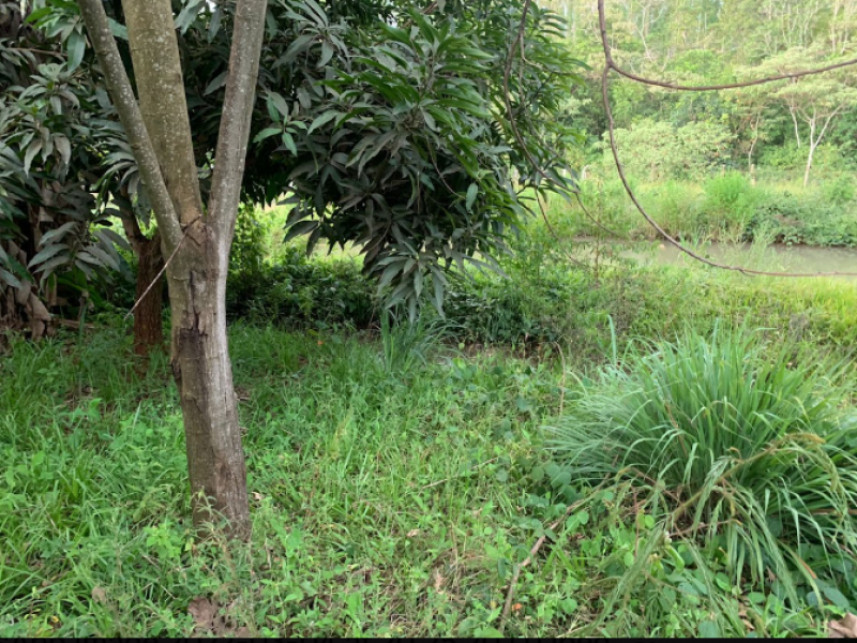 Fazenda à venda em leilão — foto 3