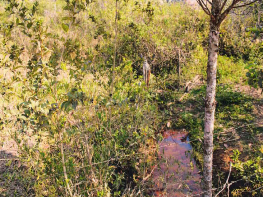 Fazenda à venda em leilão — foto 4